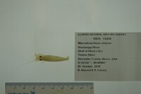 Macrobrachium ohione image